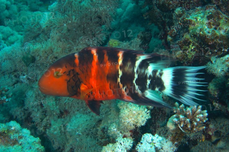 Red-breasted wrasse