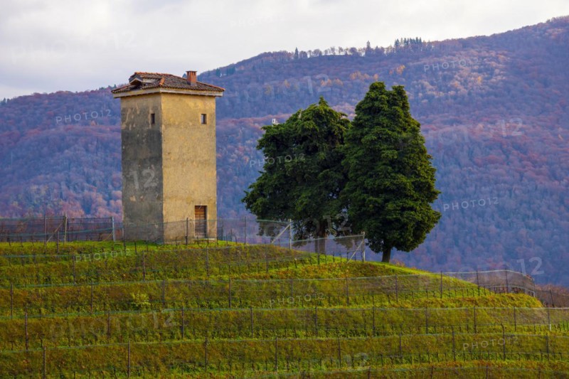 Vineyard in Collina d'oro with Mountain in Lugano
