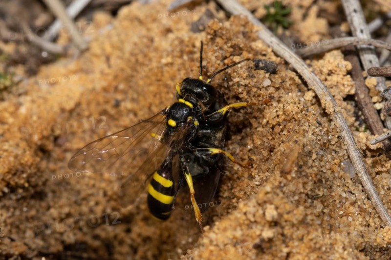 Fecal wasp with prey sitting on sandy soil right looking up