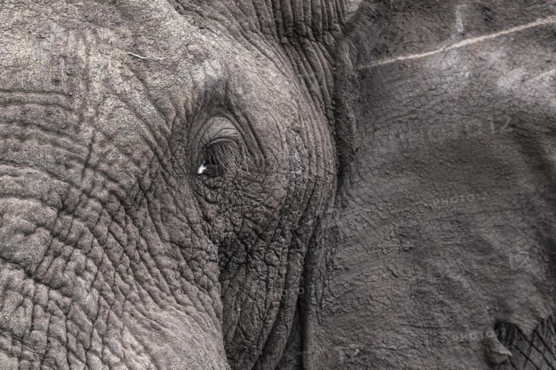 African elephant