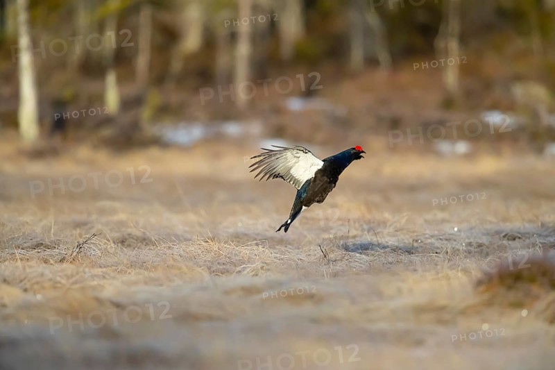 Black grouse