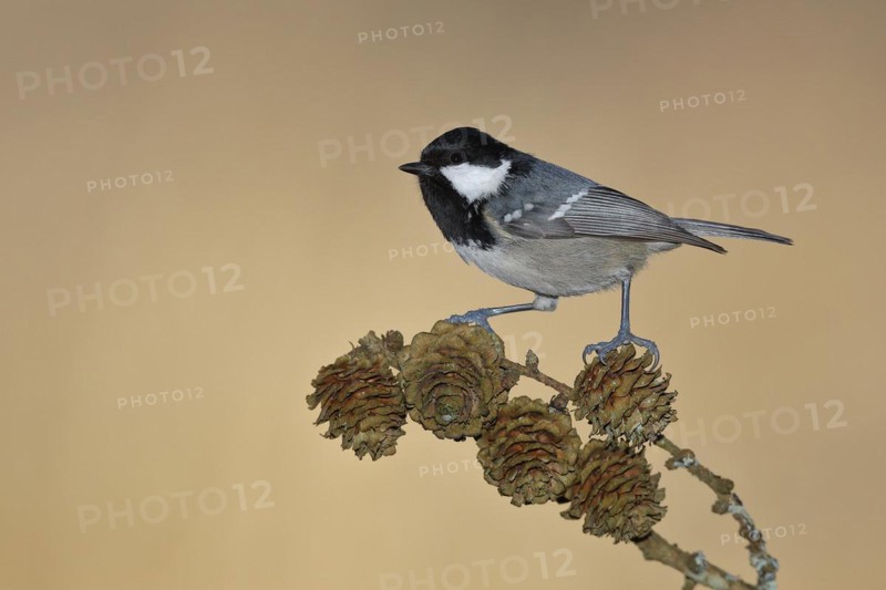 Coal tit