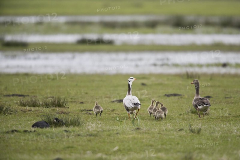 Indian Bar-headed Goose