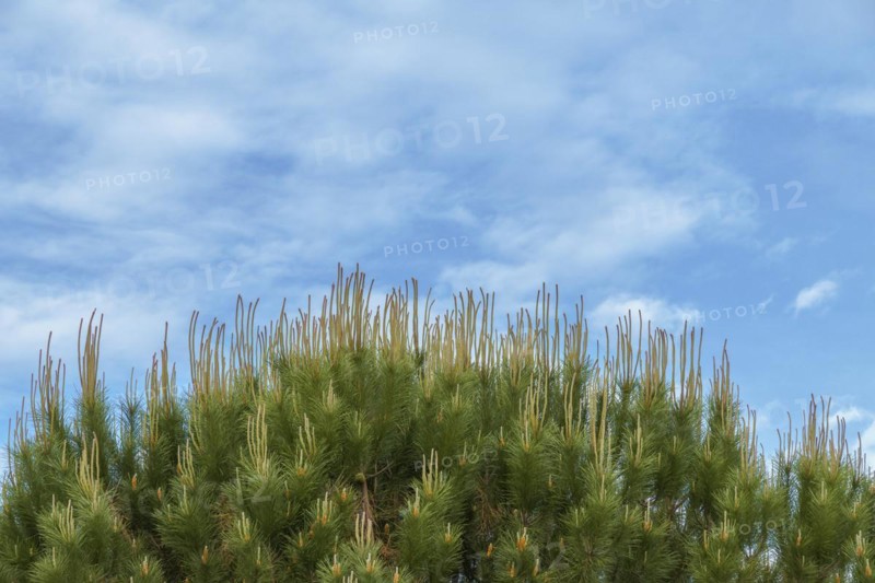 Photographic background of the top of a pine tree in blossom with blue cloudy sky in the background