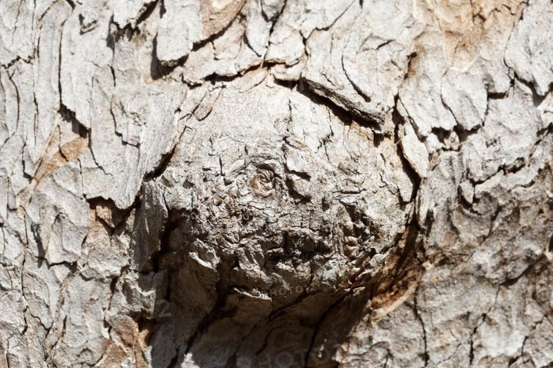 Tree trunk with bark and burl