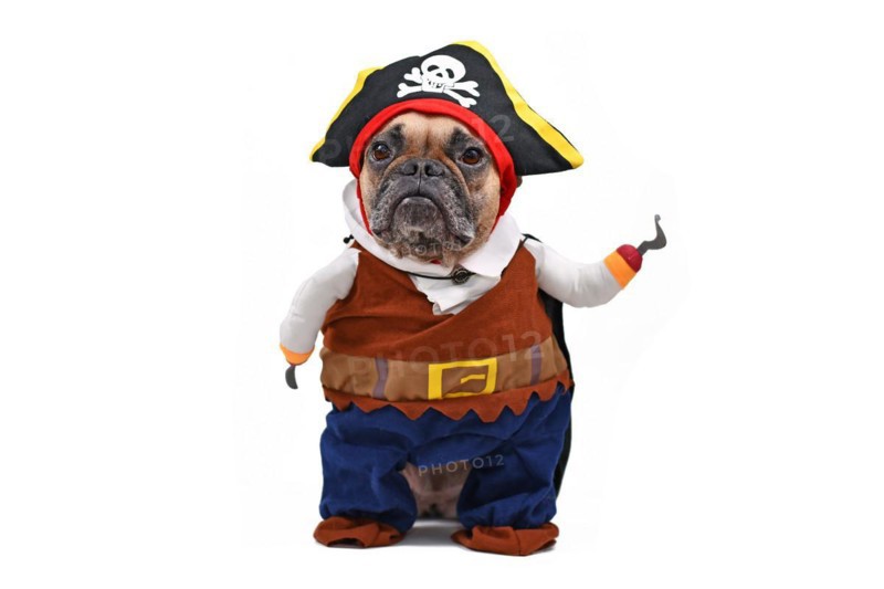 Funny French Bulldog dog dressed up with pirate Halloween fully body costume with hat and fake hook arm