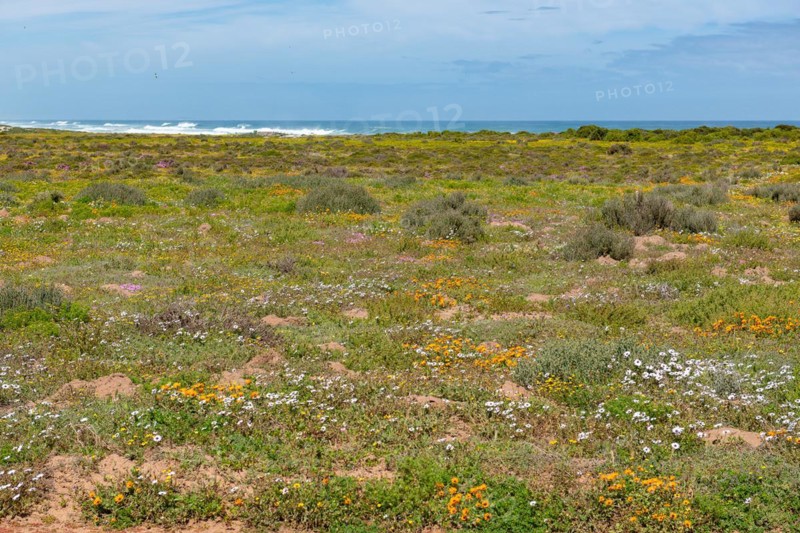 Postberg Section