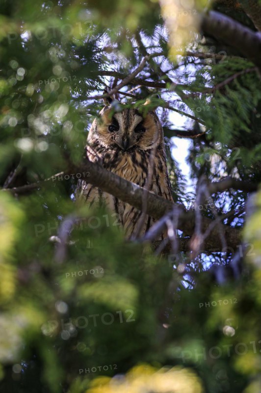 A male owl hides in a tree