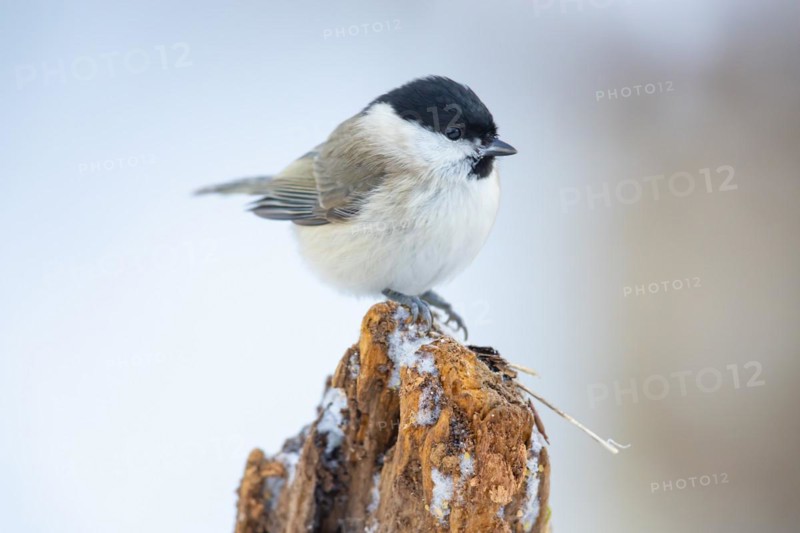 Marsh Tit