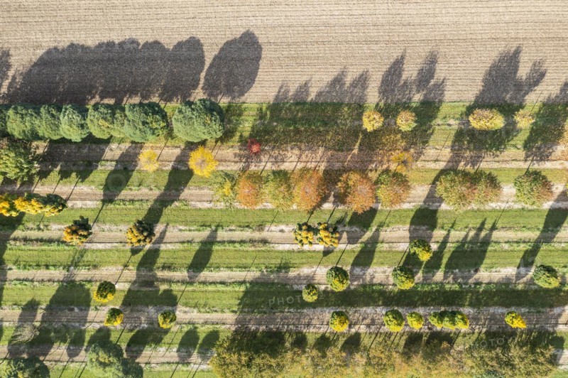 Tree nursery