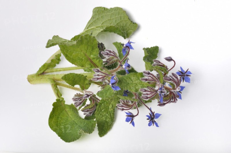 Borage on a white background