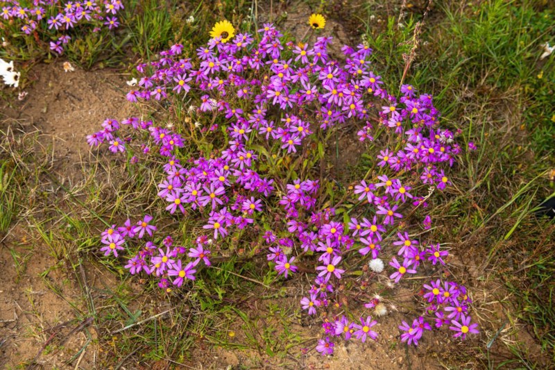 Veld Cineraria
