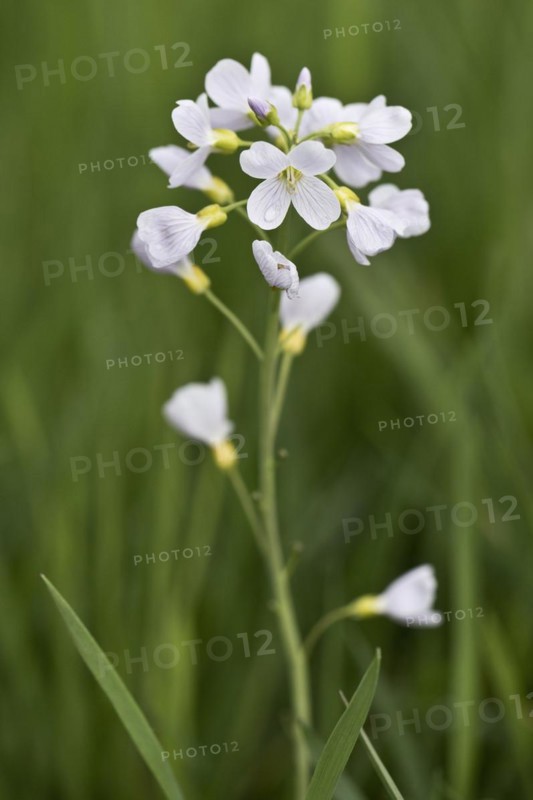 Cuckoo flower