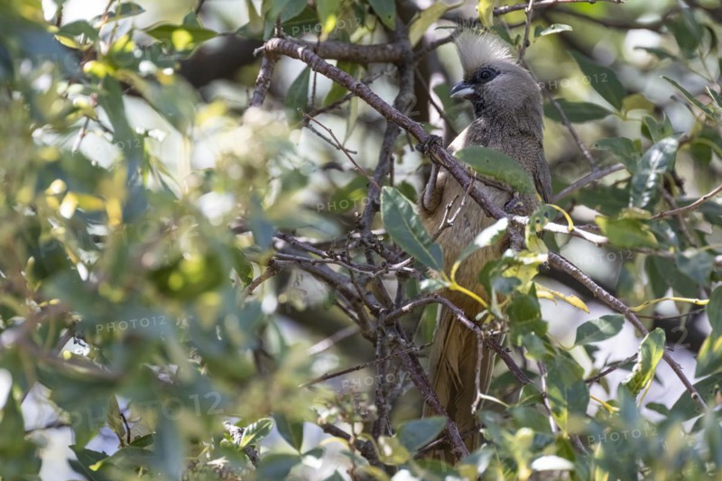 White-headed Mousebird