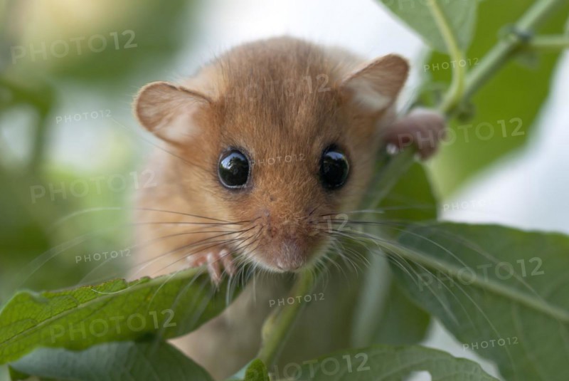 Female Common hazel dormouse