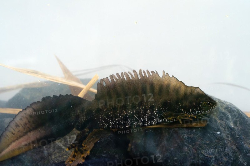 Northern crested newt