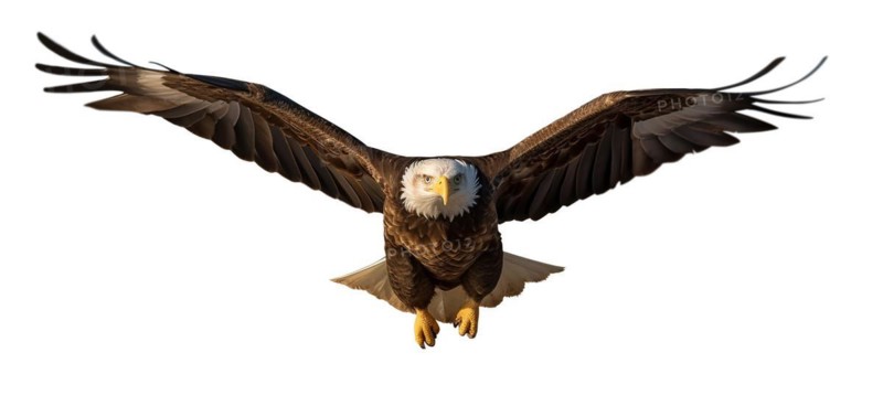 American bald eagle in flight isolated on a white background