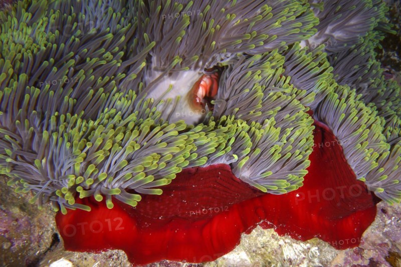 Magnificent sea anemone