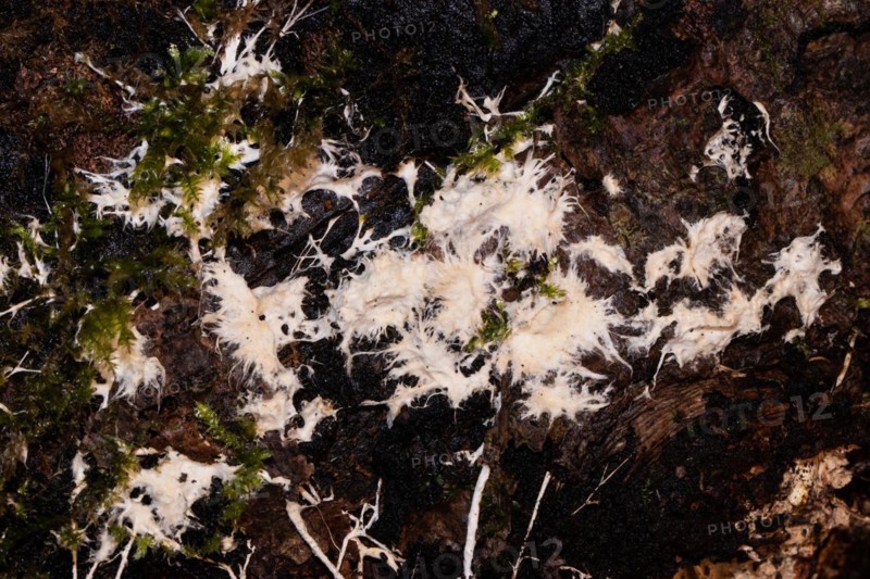 Slime mould Plasmodium multinucleate gelatinous white-yellowish mass on tree trunk