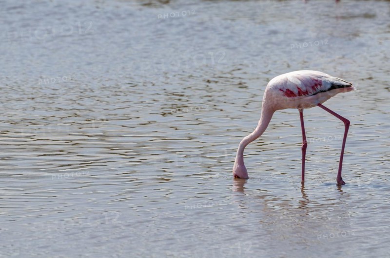 Lesser Flamingos