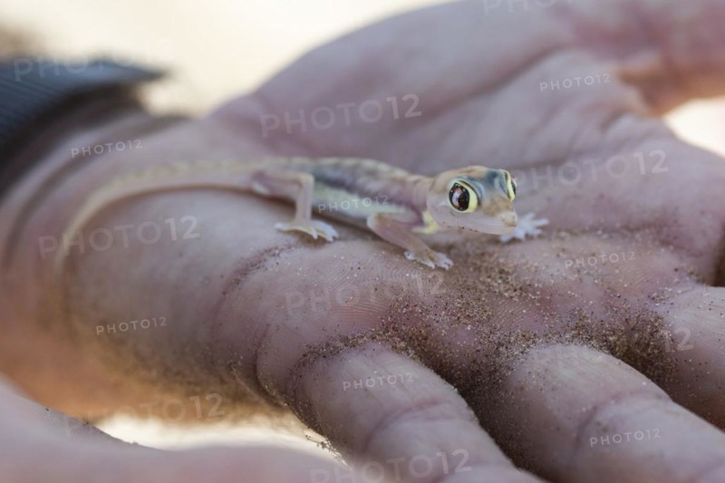 Namib sand gecko