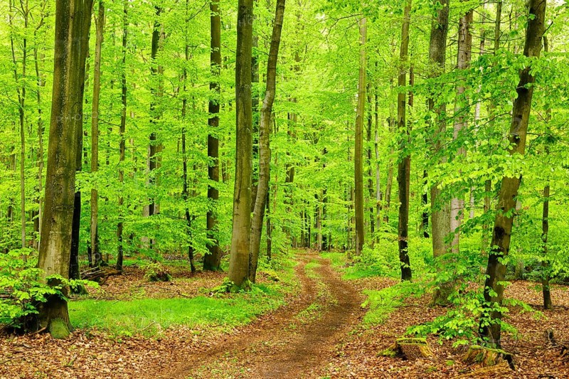 Hiking trail through natural beech forest in spring