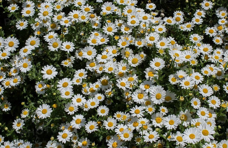 Beautiful daisy flowers as a background