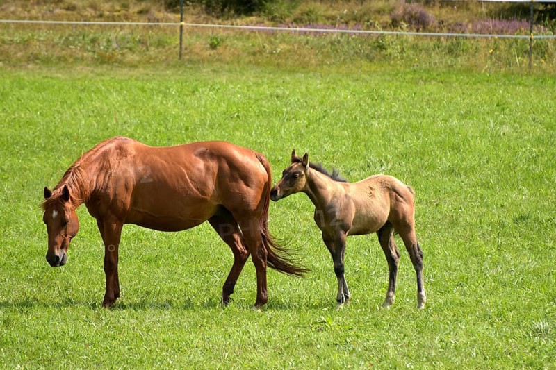 Broodmare and foal of the Western breed American Quarter Horse on pasture