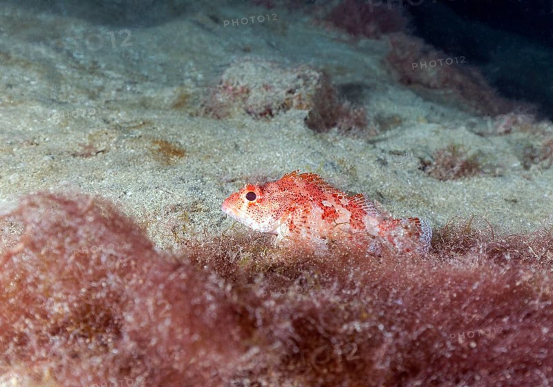 Madeira rockfish