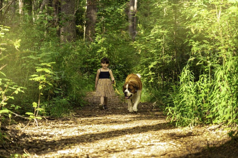 Little girl walking in the woods with a saint bernard dog