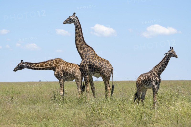 Masai giraffe