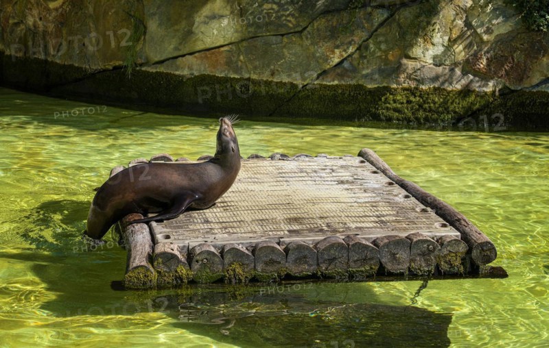 California sea lion