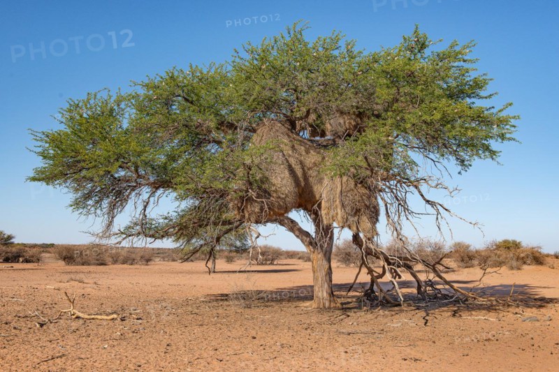 Kalahari Anib Lodge