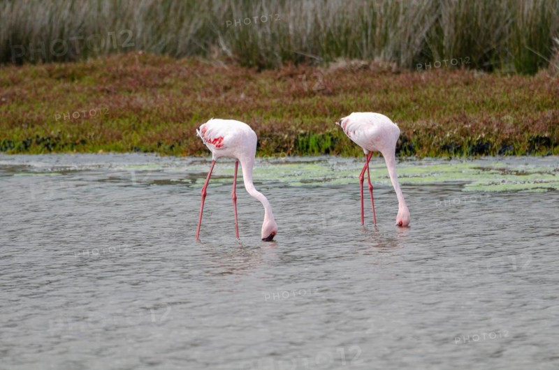 Lesser Flamingos