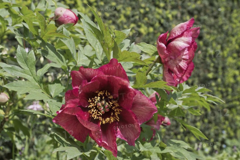 Bush peony
