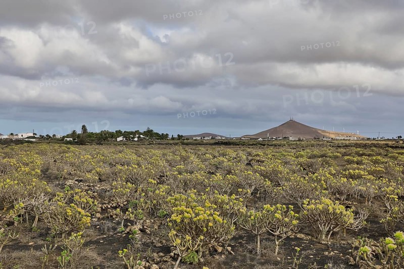 Field with verode