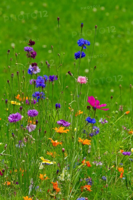 Flower meadow