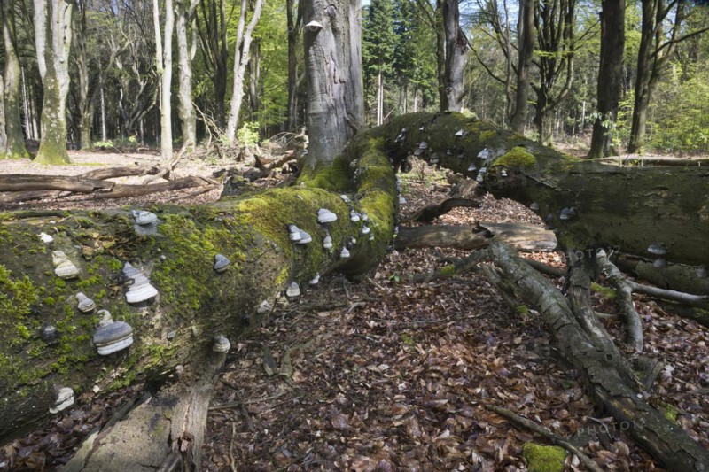 Dead copper beech