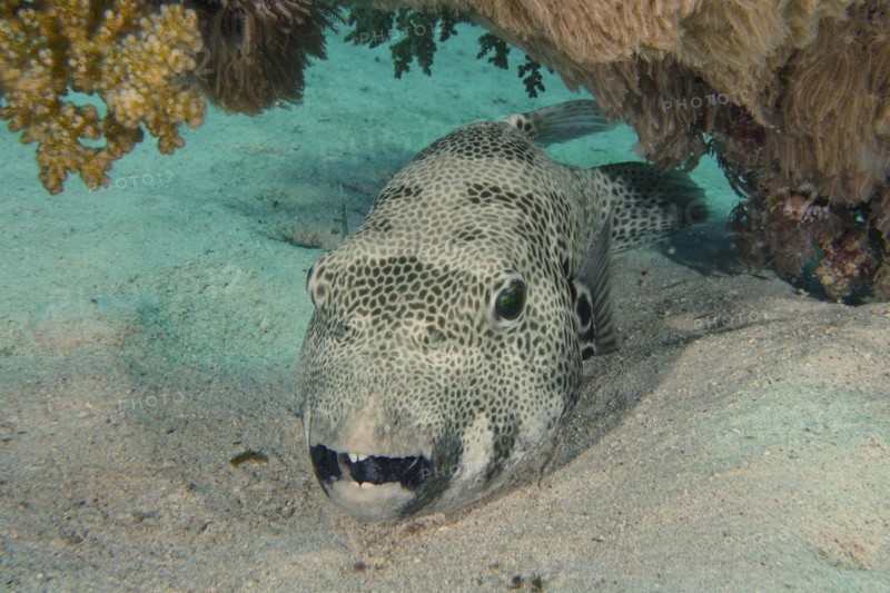 A star puffer