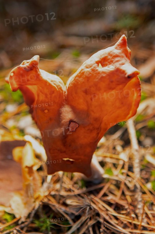 Bishop's cap Fruiting body with light brown lobed cap and stalk backlit in needle litter