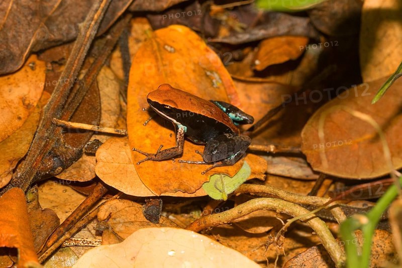 Ebenau's frog