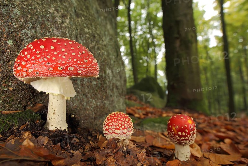 Three fly agarics