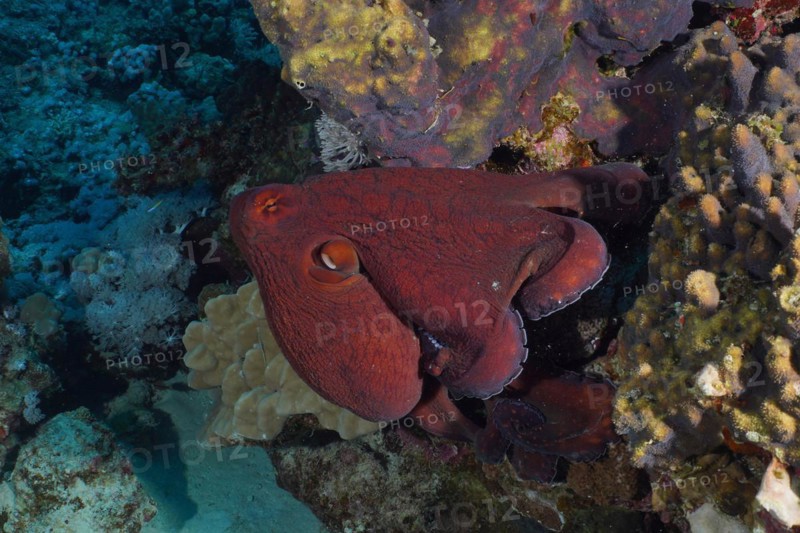 Great Blue Octopus