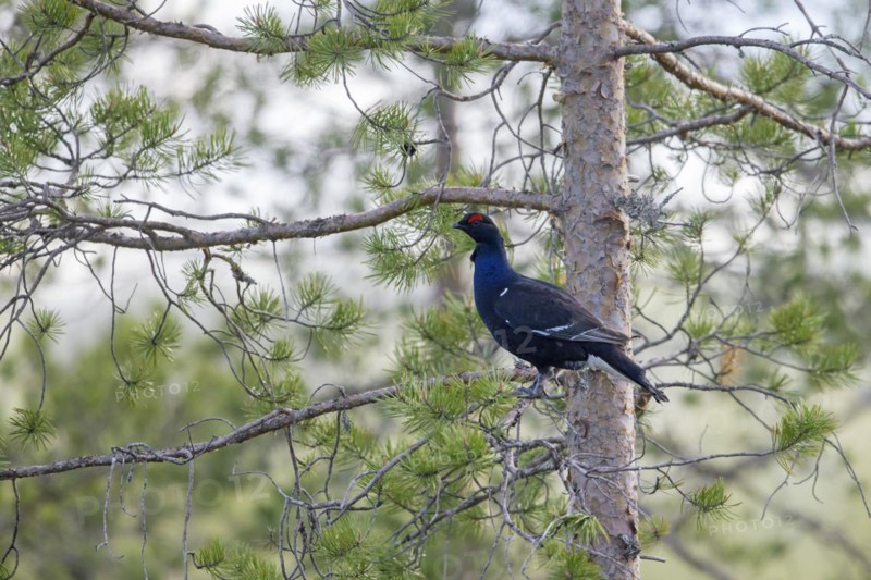 Black grouse