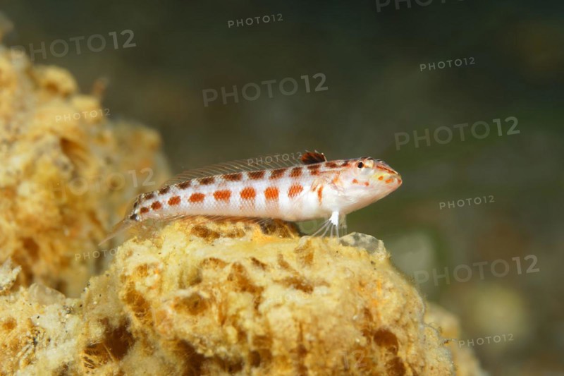 Dwarf goby