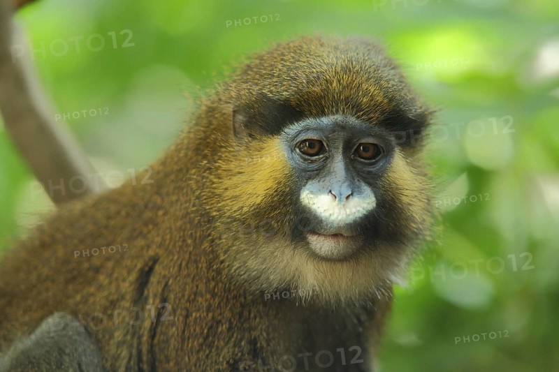 Moustached guenon
