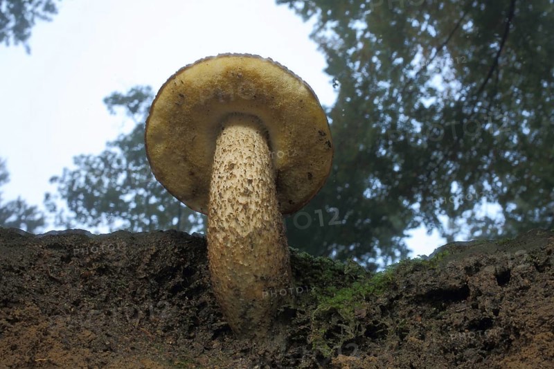 Oak red cap