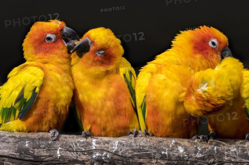 Sun parakeets