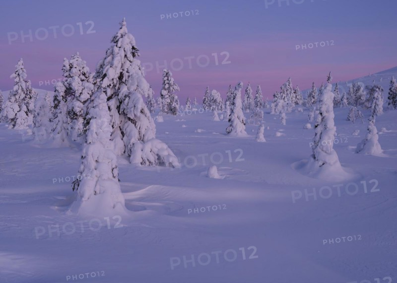 Dawn and snow-covered trees in Pallas Yllaestunturi National Park