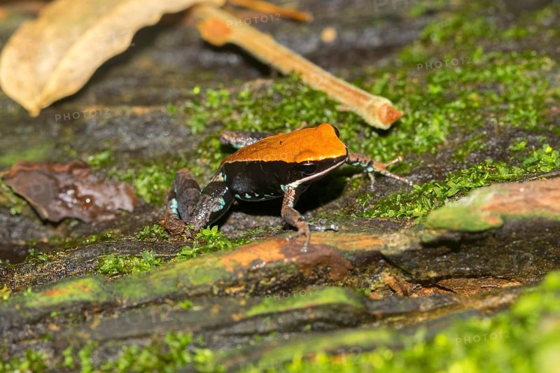 Ebenau's frog